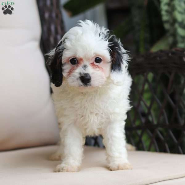Jordan, Cavapoo Puppy